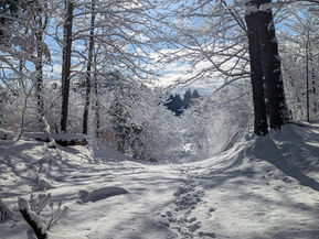 Snowy forest with clear blue sky for January Monthly rhythms