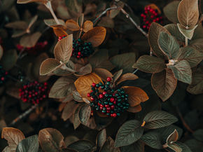 Perimenopause: Autumn in a Woman’s Life Perimenopause is a season of transformation, not decline. Like autumn, it asks us to let go of what no longer serves us and to root deeper in what truly matters. With gentle rituals, nourishing foods, and mindful rest, we can embrace this change with grace. Even in uncertainty, there is beauty — and like the forest in amber light, you are radiant in your becoming.