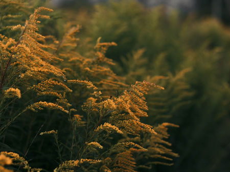 Goldenrod flowers (Solidago canadensis) in bloom