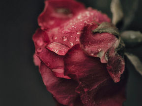 The Magic of Rose in Herbal Medicine: Working with Rose in the Home Apothecary, Kitchen, and Ritual