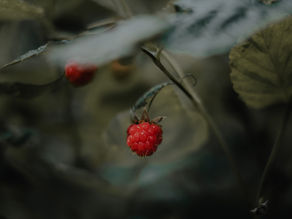 Ripe summer raspberry with green leaves in a softly blurred garden background