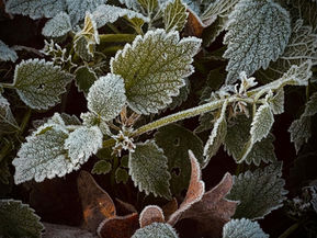 Frosty nettle for late winter support before spring