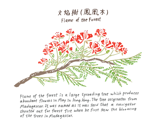 SOIL-Hong-Kong-Local-WIld-Flower-Postcard
