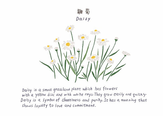 SOIL-Hong-Kong-Local-WIld-Flower-Postcard