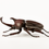 Thumbnail: Evolution of Rhinoceros Beetle