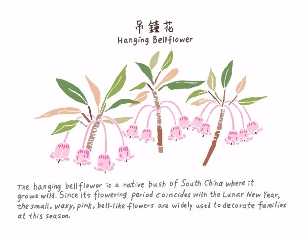 SOIL-Hong-Kong-Local-WIld-Flower-Postcard
