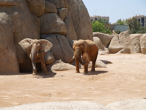 olliphpsw-elephants-2556035_1920.jpg