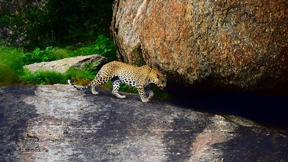 Leopard near cave in Ranakpur