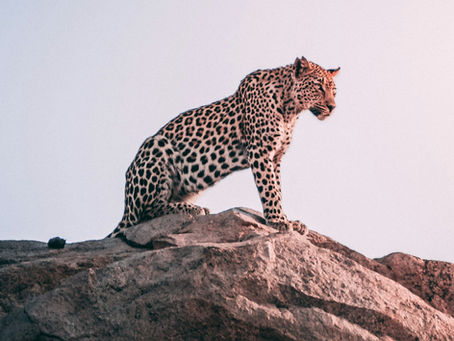 Jawai: A Hidden Gem for Wildlife and Nature Lovers in Rajasthan