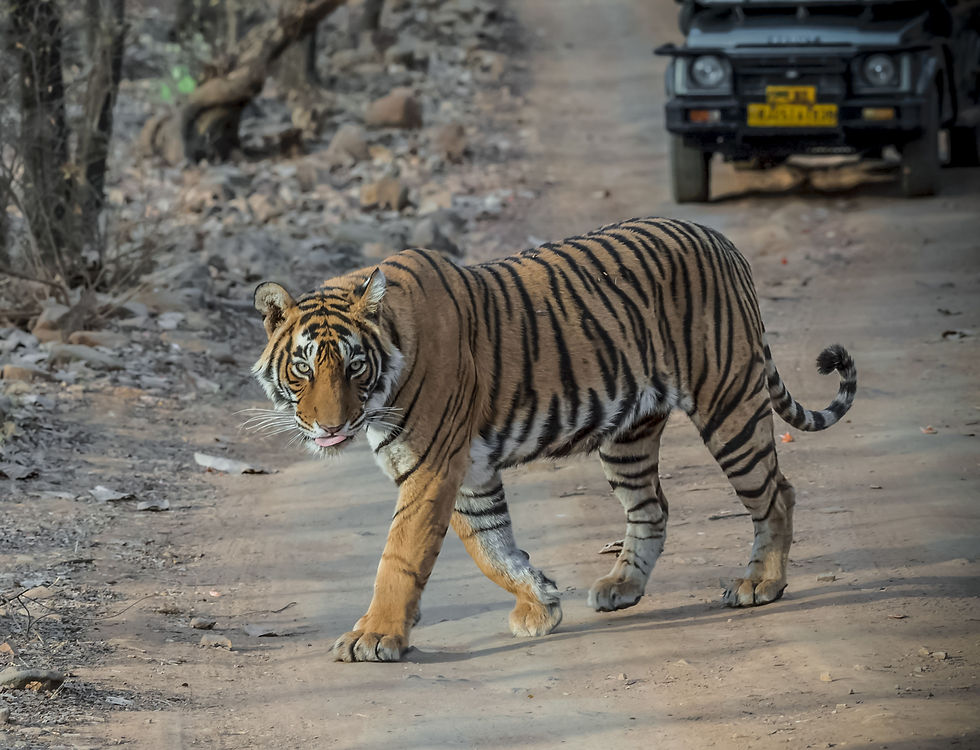 Tiger walking on road
