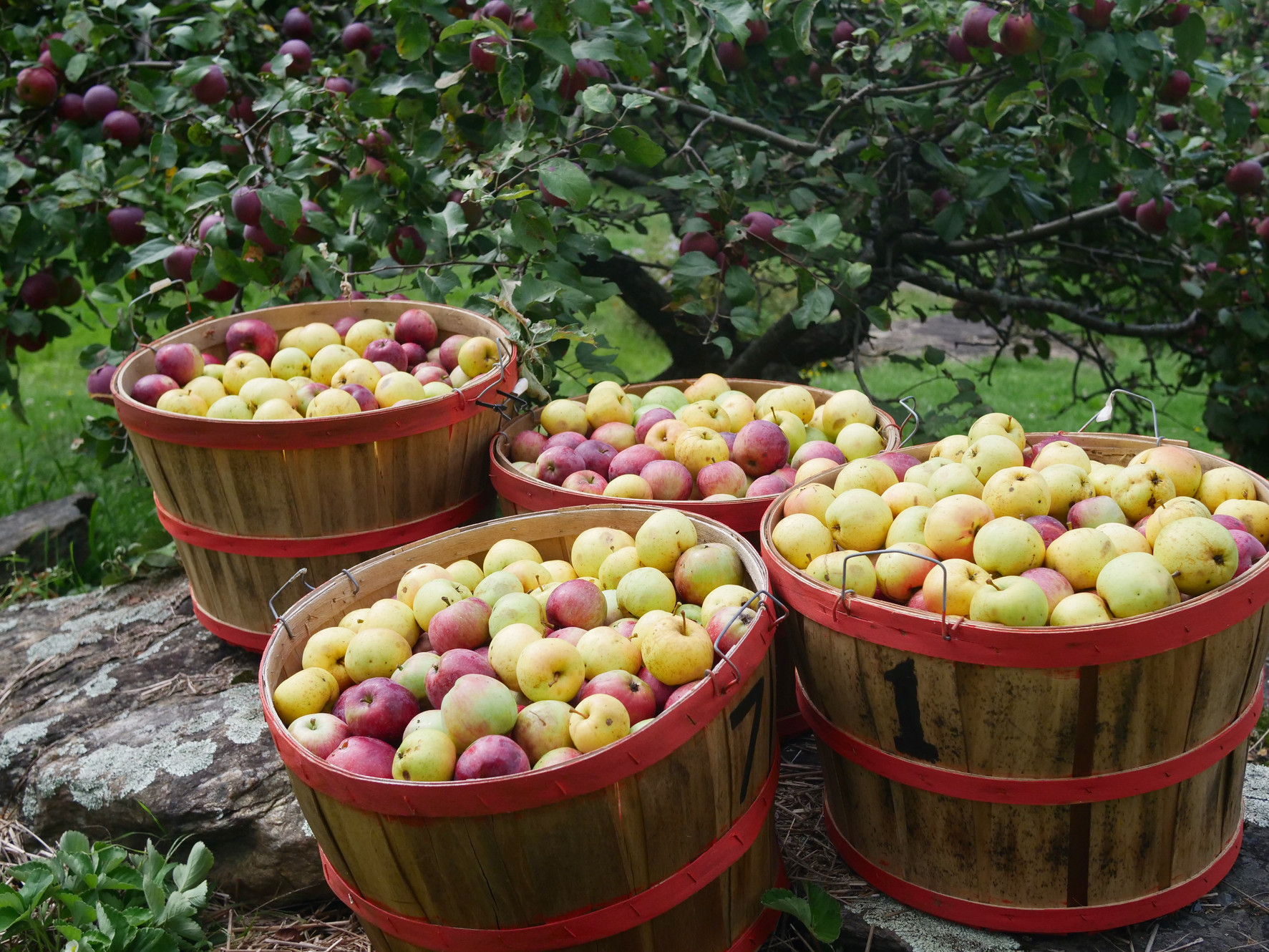 Apples Owl's Head Orchard Waterbury Vermont Applesauce