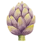 artichaut