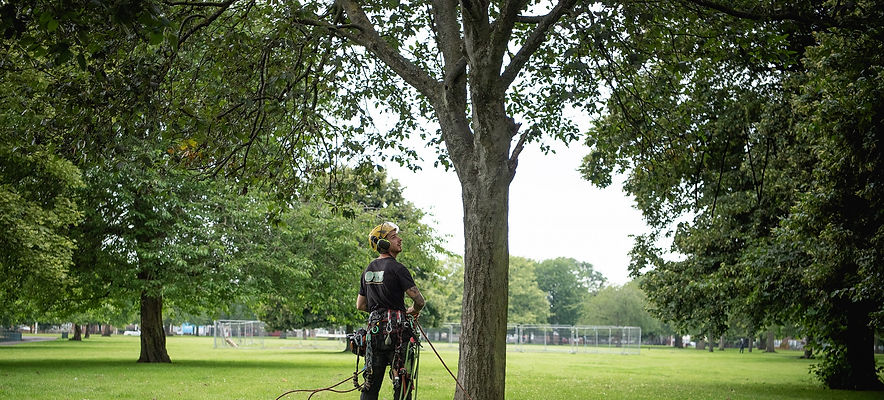 Tree Surgeons in Essex_Tree Assessments H.jpg