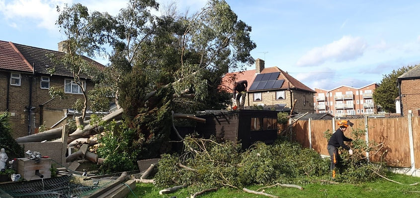 Emergency Tree Services_Original Tree Surgeons.jpg