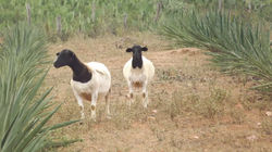 DSCF9775