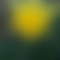 The Yellow Bells