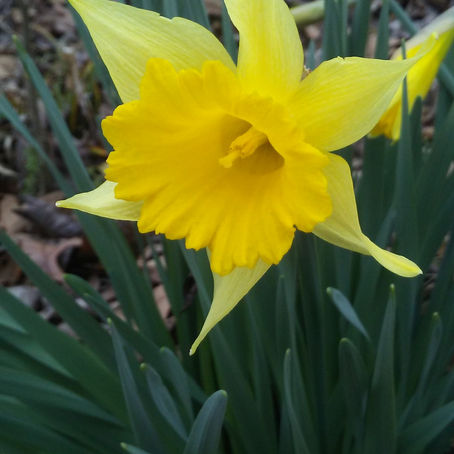 The Yellow Bells