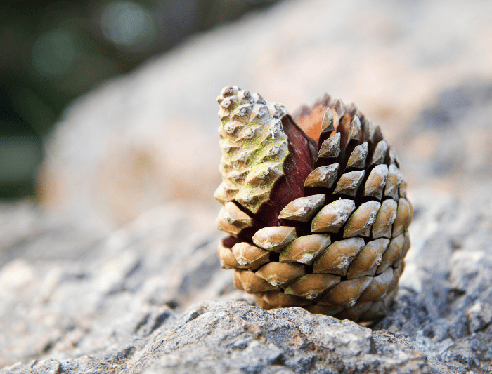 pine cone fibonacci sequence in nature