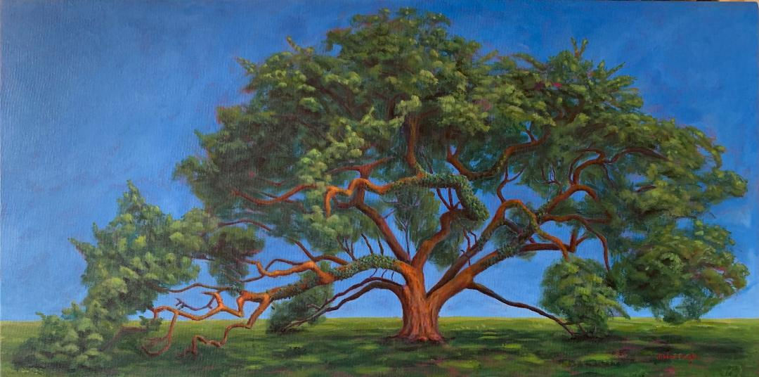 "McDonough Oak"