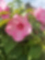 pinkparkflowers.jpg