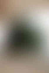 autel de sapins pour cérémonie