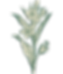 LS_GRAVURE11_edited.png