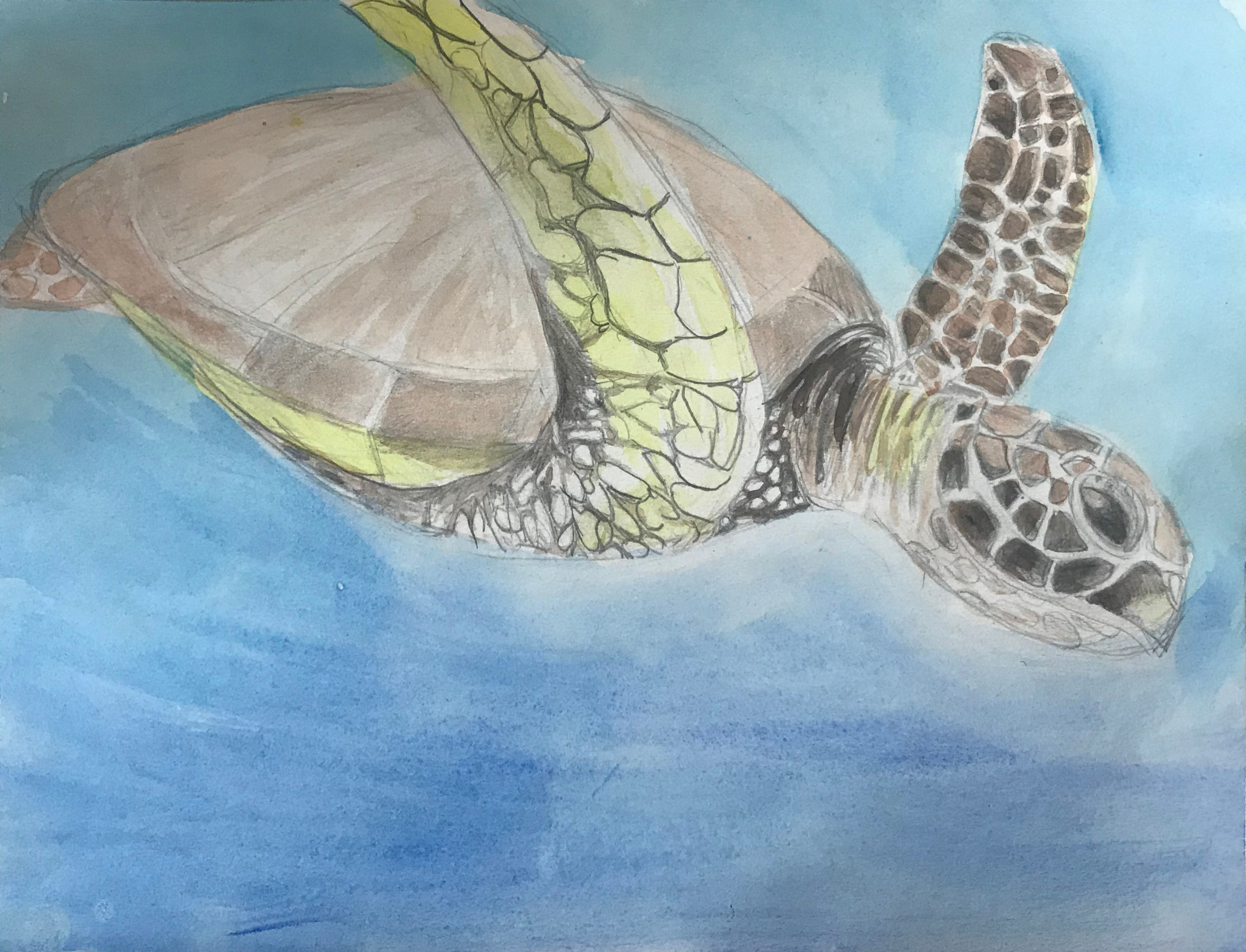 Sea Turtle - Donated to Variety Children's Orphanage in Sierra Leone, Africa