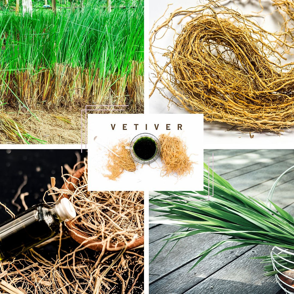 Vetiver Essential Oil