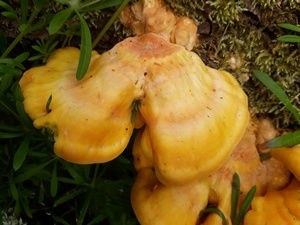 chicken of the woods