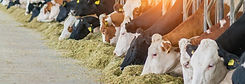 A long row of cows are eating hay in a barn.