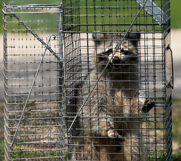 balson-pest-control-raccoon-removal-midland.jpg