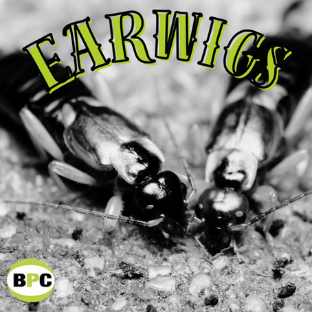 Close-up view of two earwigs on a textured surface, with bold stylized text reading "EARWIGS" highlighting their presence.