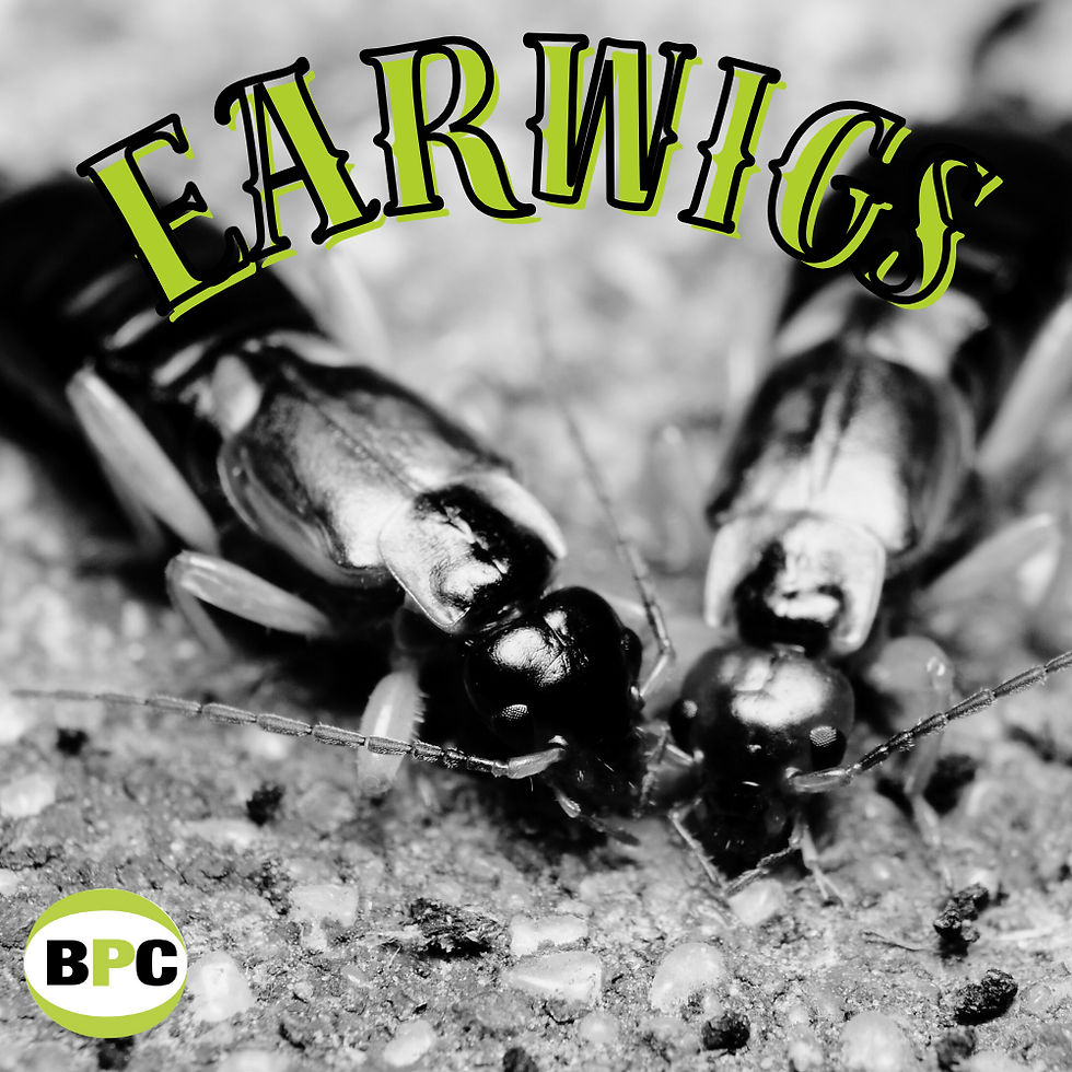 Earwigs