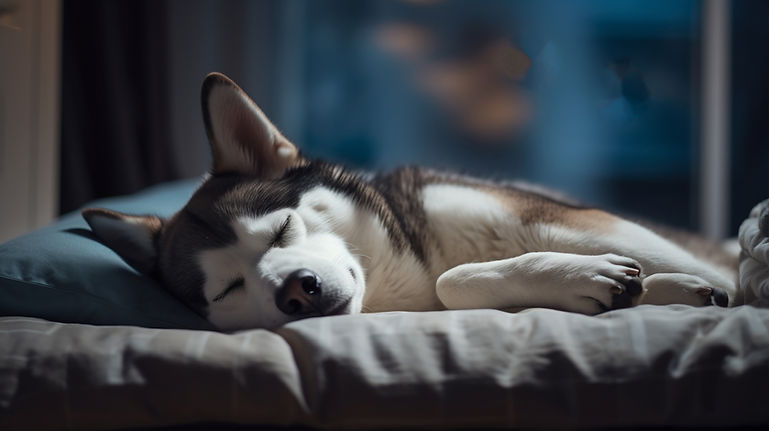 view-cute-dog-sleeping-bed.jpg