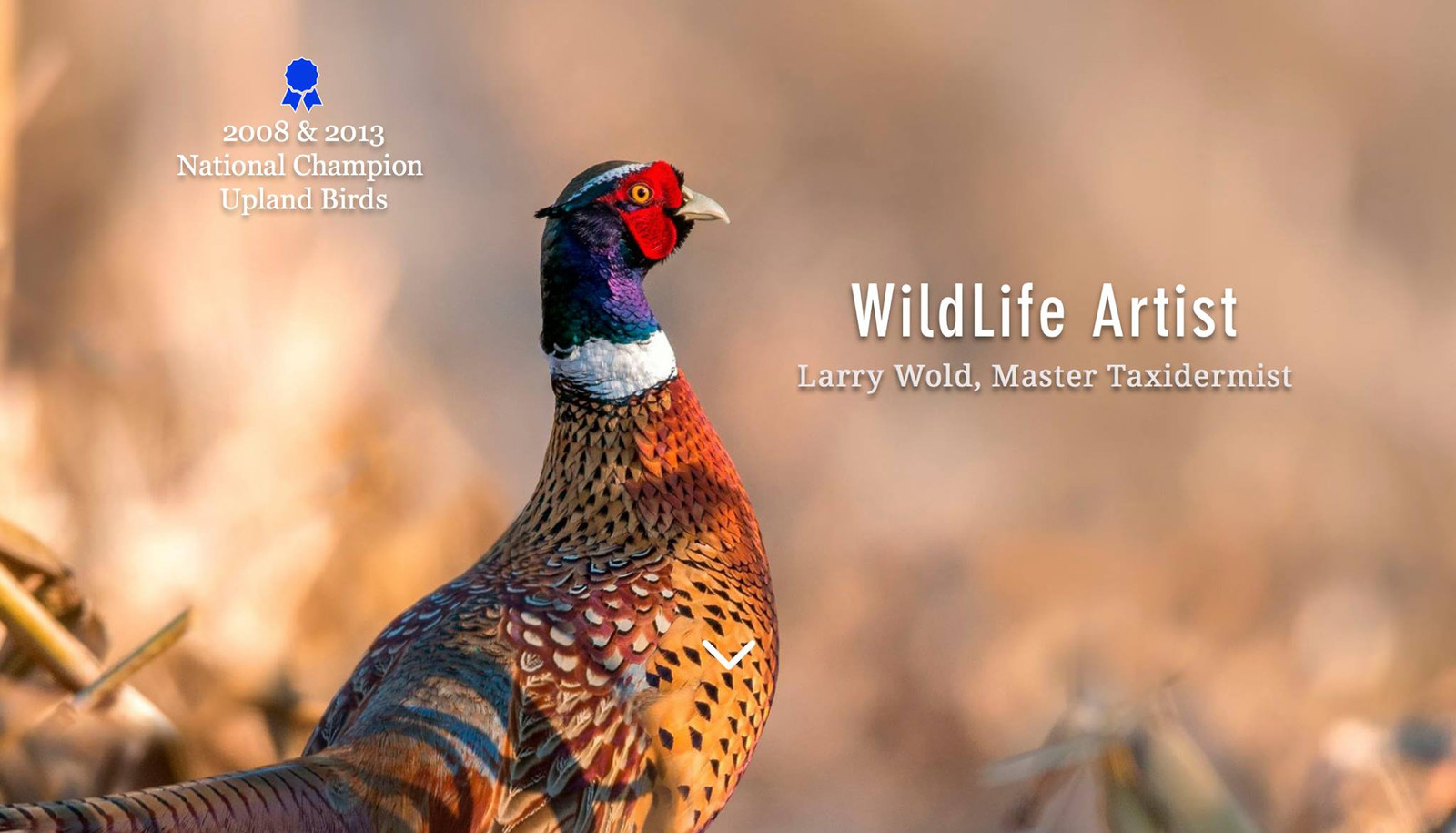 Nature's Image Taxidermy Bemidji