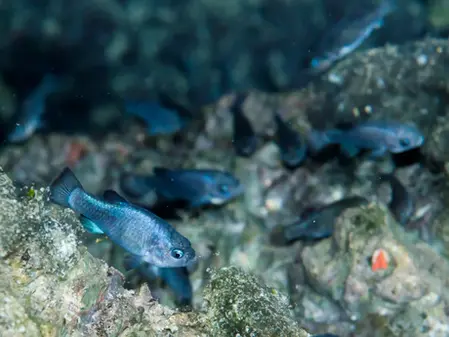 Why You Should Care About the Devil’s Hole Pupfish
