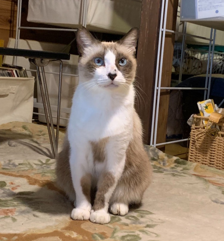 猫カフェgattiの様子3