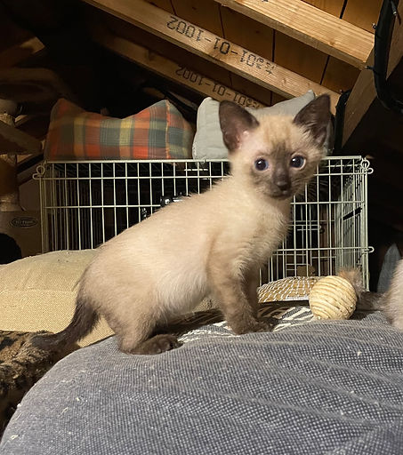 No.154　メス　１ヶ 月