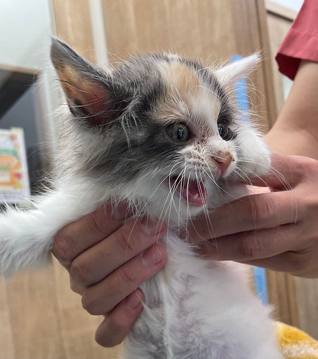 No.136　メス　 9ヶ月