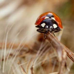 Nature Balances Mastery