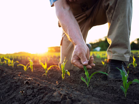 Why is agriculture such an important focus for the sustainability transition?