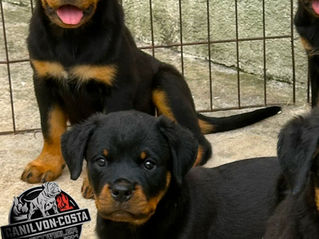 Como Selecionar o Filhote de Rottweiler Ideal em Atibaia São Paulo