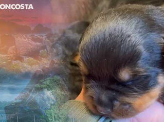 O que Torna um Canil de Rottweiler o Melhor do Brasil: Guia do Melhor Criador de Rottweilers