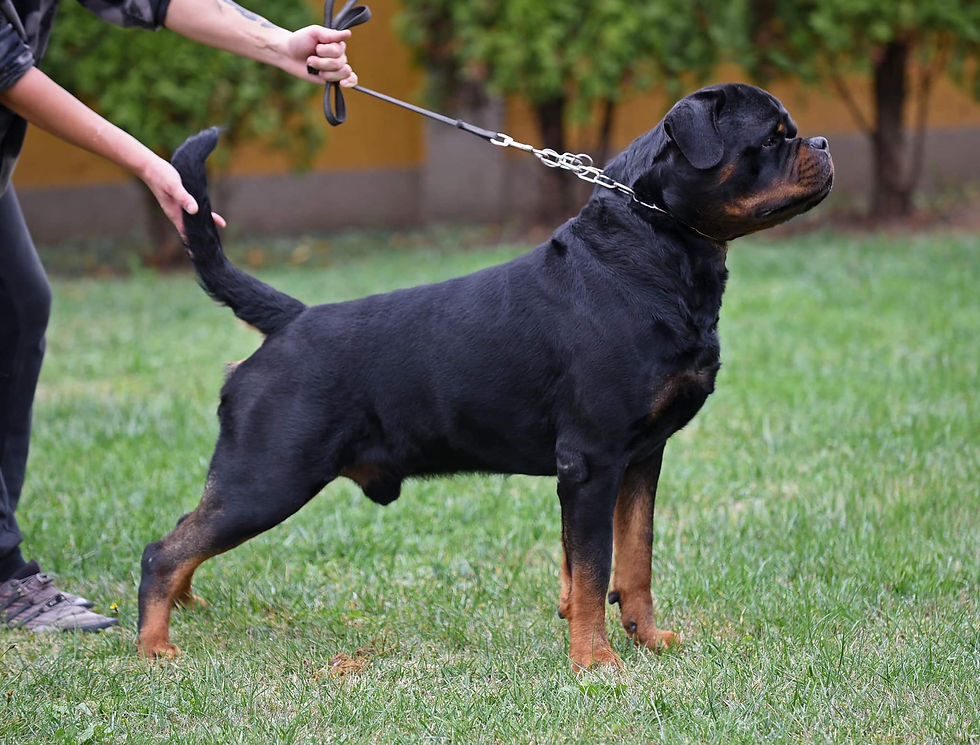 rottweiler timit-tor