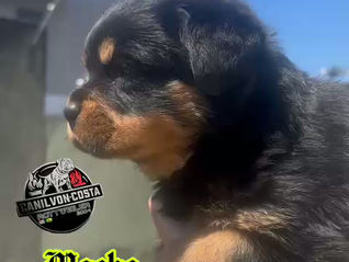 Filhotes de Rottweiler Disponíveis | Nova Ninhada Von Costa Rottweiler