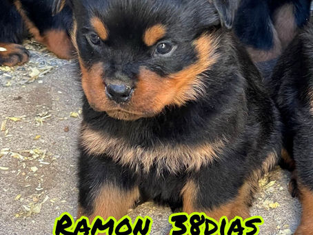 👉 Quais Frutas os Cães Podem Comer? Dicas do Canil Von Costa para Seu filhote de Rottweiler