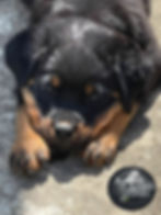 filhote de rottweiler