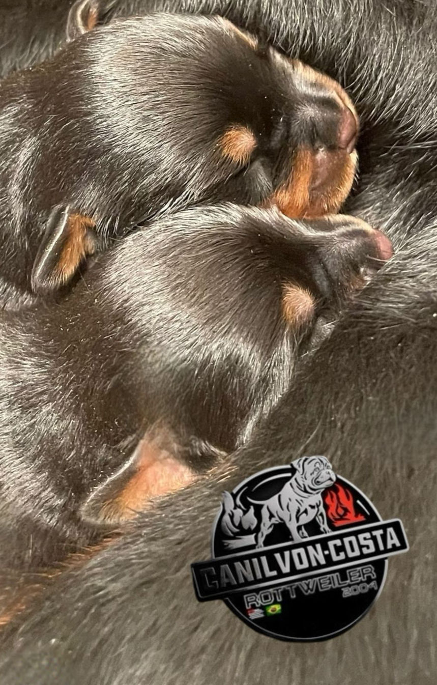 filhote de rottweiler em são paulo