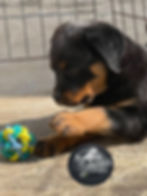 filhote de rottweiler