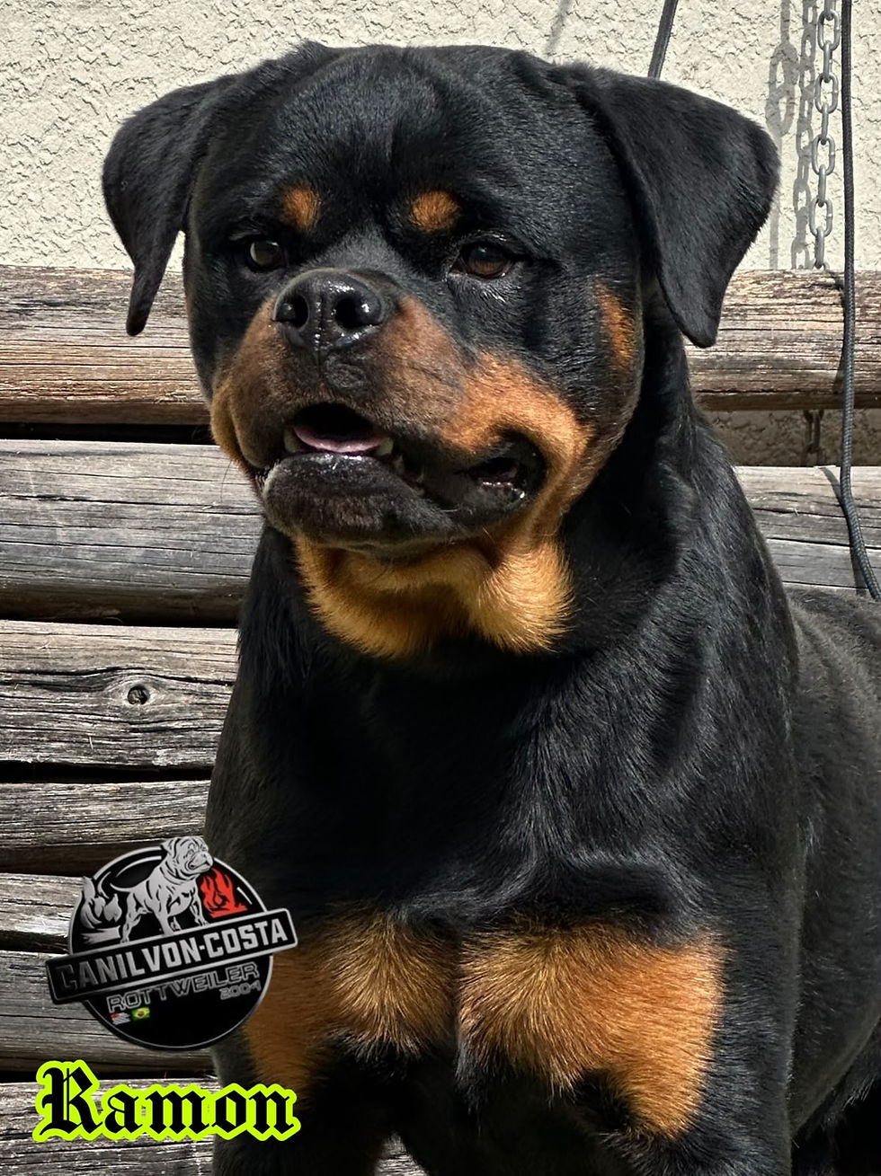 Close-up view of a Rottweiler puppy resting comfortably on a soft bed